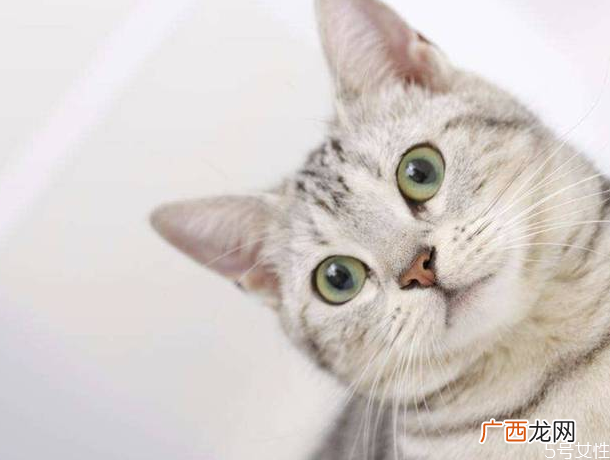 猫咪坐车一直叫怎么回事如何让猫安静坐车