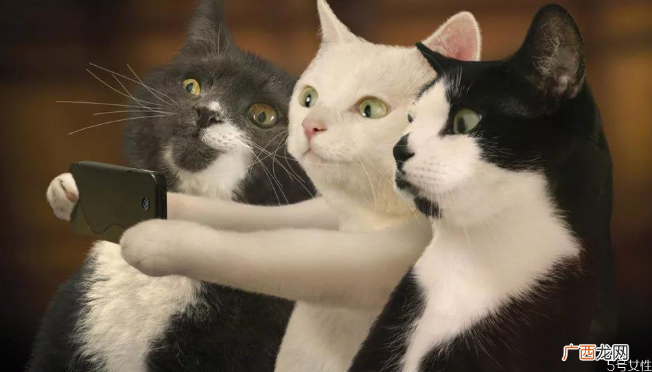 猫咪坐车一直叫怎么回事如何让猫安静坐车