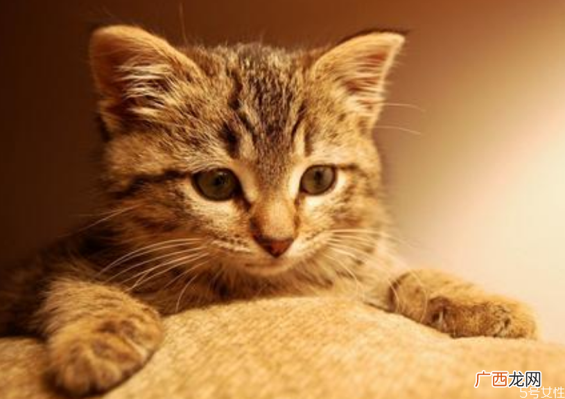 猫咪坐车一直叫怎么回事如何让猫安静坐车