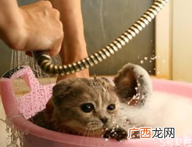 猫洗澡毛没吹干怎么办猫咪洗澡怎么快速吹干