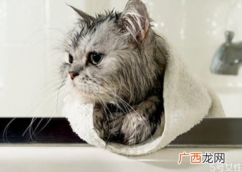 猫洗澡毛没吹干怎么办猫咪洗澡怎么快速吹干