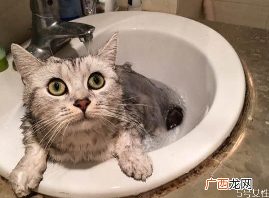 猫洗澡毛没吹干怎么办猫咪洗澡怎么快速吹干