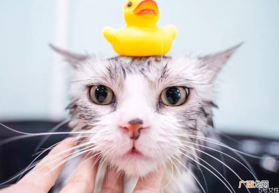 猫咪洗完澡不吹干会死吗猫洗完澡怎么吹干