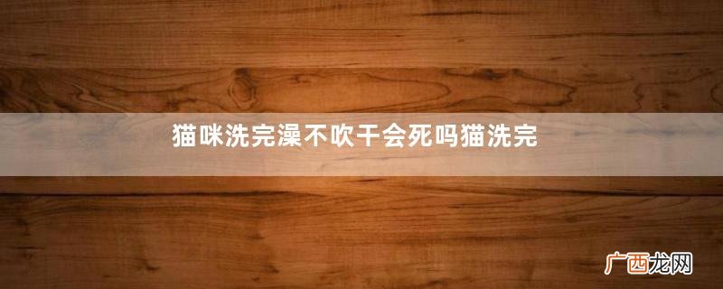 猫咪洗完澡不吹干会死吗猫洗完澡怎么吹干