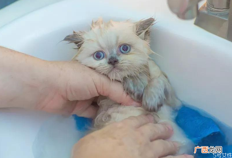 猫咪洗完澡不吹干会死吗猫洗完澡怎么吹干