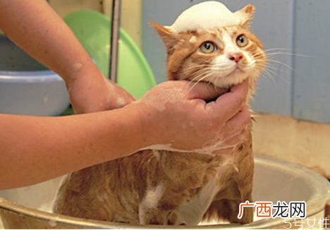 猫洗澡吹半干可以吗猫洗澡后不吹干的危害