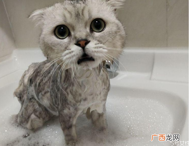 猫洗澡吹半干可以吗猫洗澡后不吹干的危害