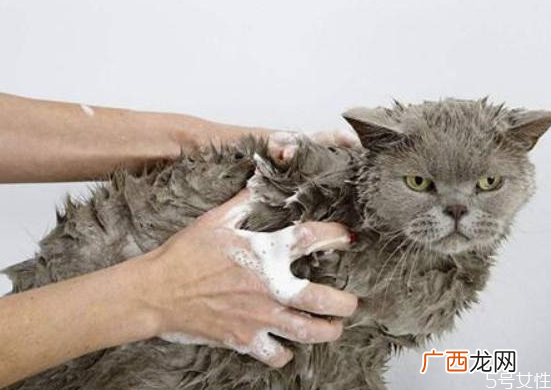 猫洗澡吹半干可以吗猫洗澡后不吹干的危害