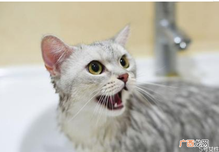 没有沐浴露猫怎么洗澡人用的沐浴露可以给猫用吗