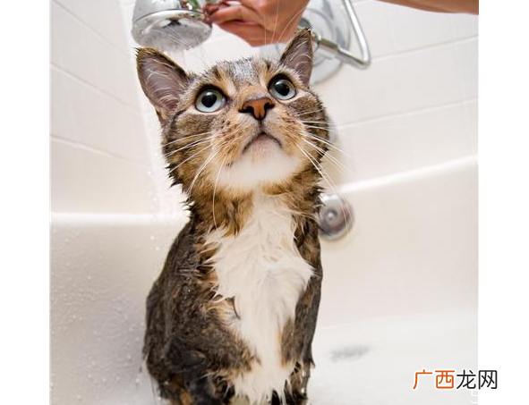没有沐浴露猫怎么洗澡人用的沐浴露可以给猫用吗