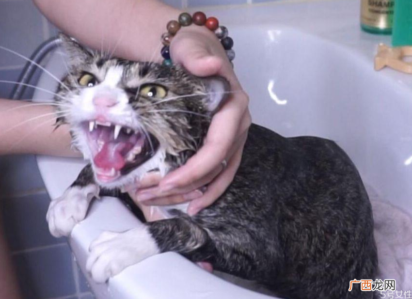 没有沐浴露猫怎么洗澡人用的沐浴露可以给猫用吗