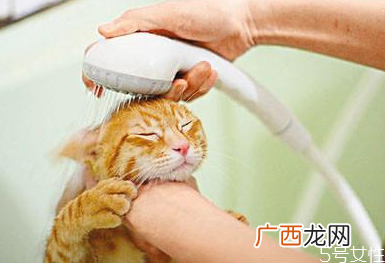 猫洗澡水温在多少合适猫洗澡发抖会死吗