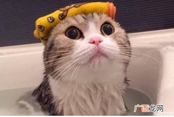 猫洗澡水温在多少合适猫洗澡发抖会死吗