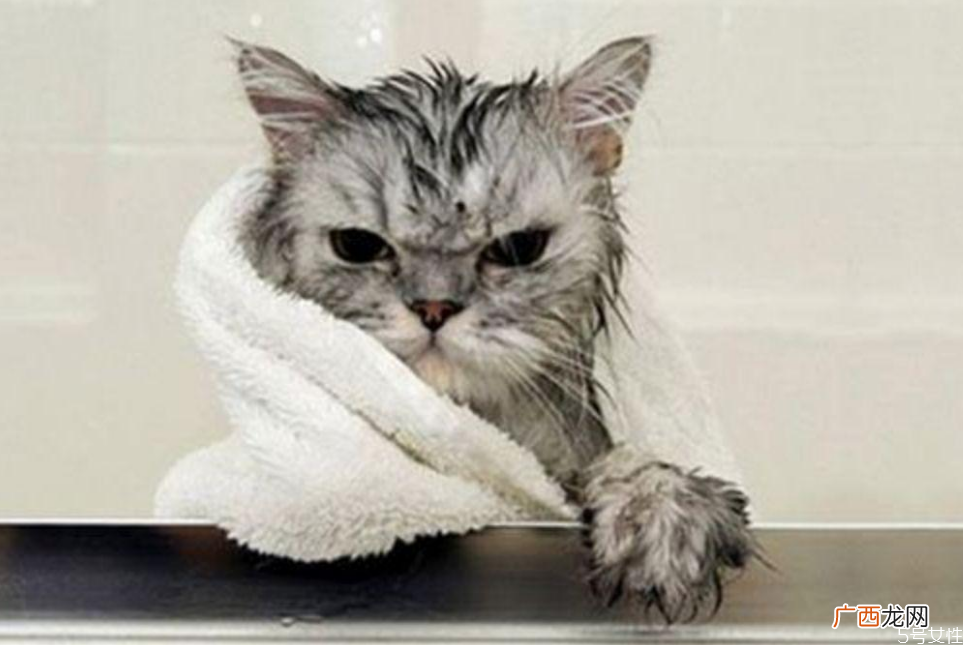 猫洗澡水温在多少合适猫洗澡发抖会死吗