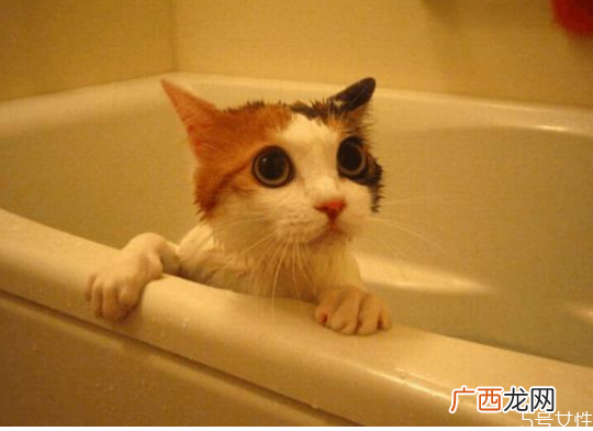 猫咪洗澡多久一次猫咪洗澡太勤会怎么样