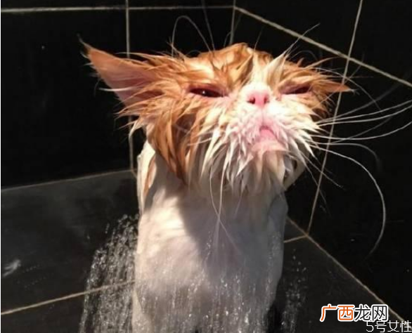 猫咪洗澡多久一次猫咪洗澡太勤会怎么样