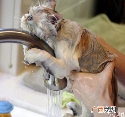 猫咪洗澡多久一次猫咪洗澡太勤会怎么样
