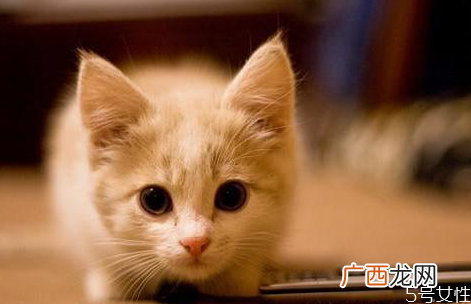 怎么给猫洗澡干净猫咪洗澡注意事项