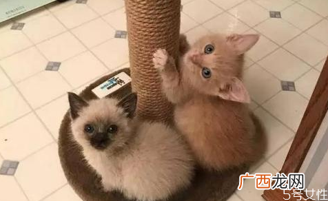 怎么给猫洗澡干净猫咪洗澡注意事项