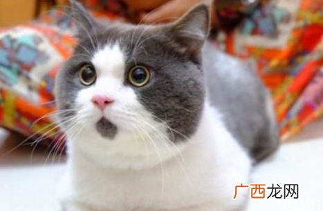 怎么给猫洗澡干净猫咪洗澡注意事项