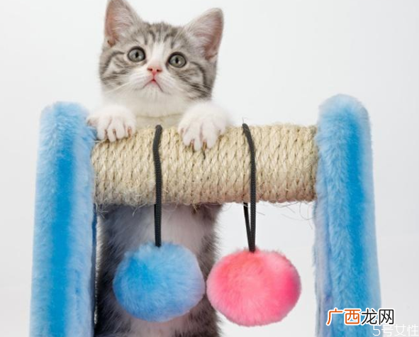 猫毛脏了能用湿毛巾擦么如何给猫咪清洁
