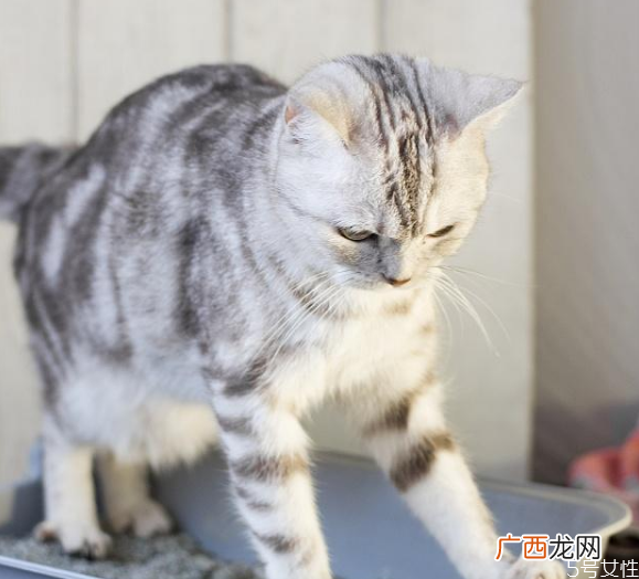 猫毛脏了能用湿毛巾擦么如何给猫咪清洁