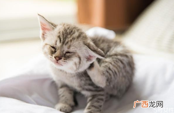 猫毛脏了能用湿毛巾擦么如何给猫咪清洁