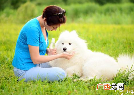 狗狗怎么训练才听话训练狗狗离开主人不叫