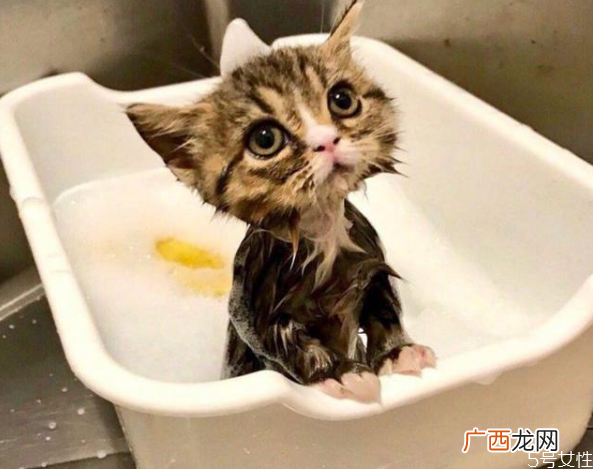 小猫身上脏怎么清理猫平时怎么清洁