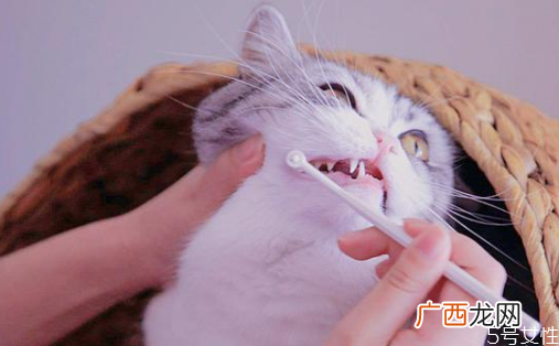 小猫身上脏怎么清理猫平时怎么清洁