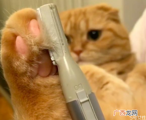 小猫身上脏怎么清理猫平时怎么清洁