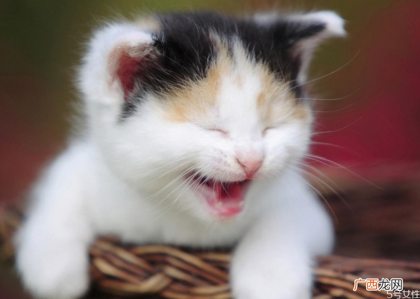 猫口臭正常吗幼猫口臭怎么办