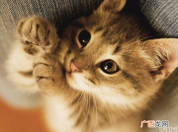 猫口臭正常吗幼猫口臭怎么办