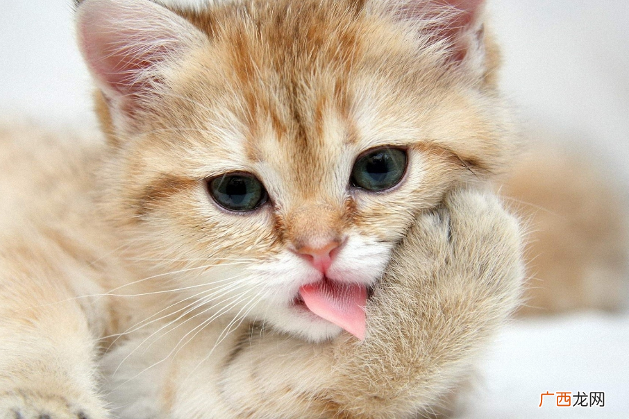 猫口臭正常吗幼猫口臭怎么办