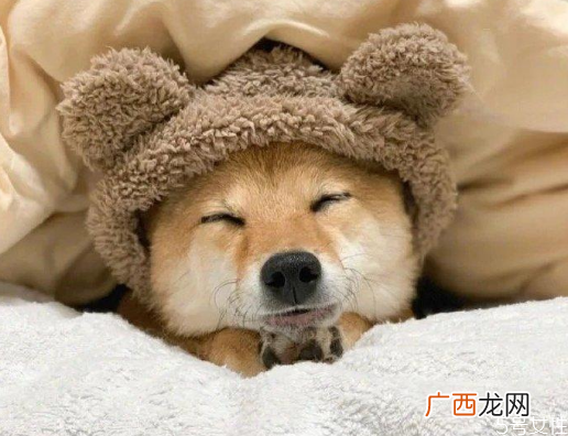 狗的寿命一般多长狗一年相当于几岁