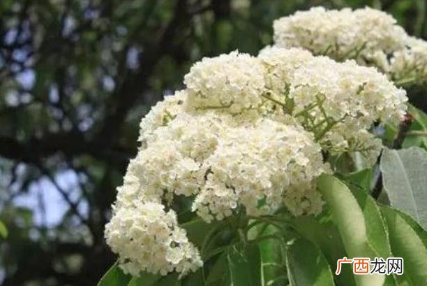 石楠花可以驱虫么石楠花可以净化空气吗