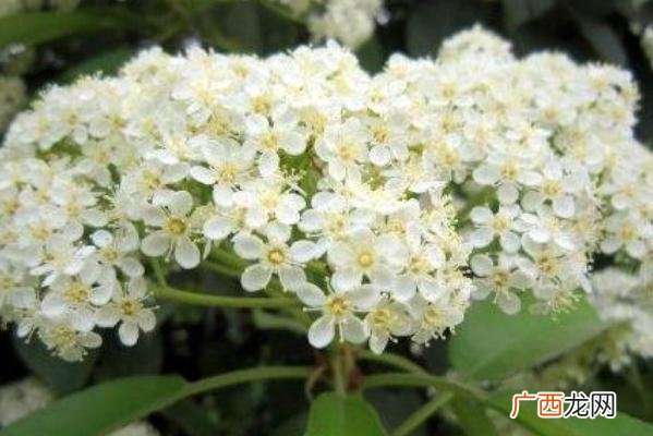 石楠花的功效与作用石楠花可以食用吗