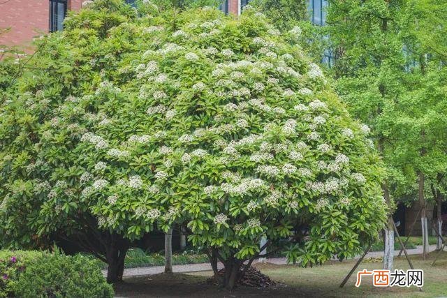 石楠花是武汉的市花吗武汉为什么要种这么多石楠花