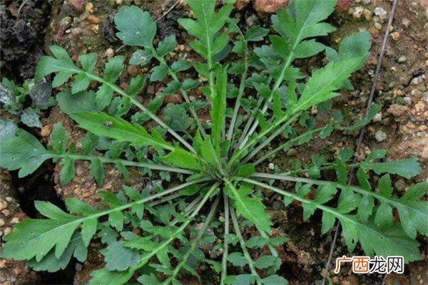 什么野菜抗癌最有效野菜都有哪些品种可以吃