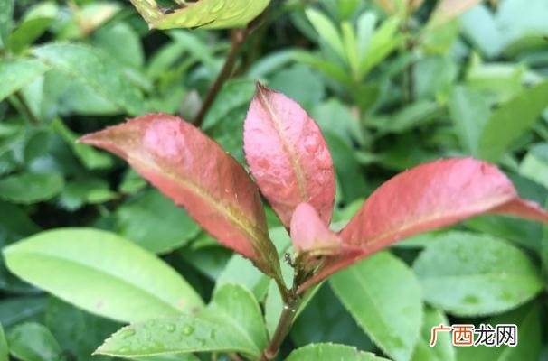 石楠叶的功效与作用石楠叶的药用价值