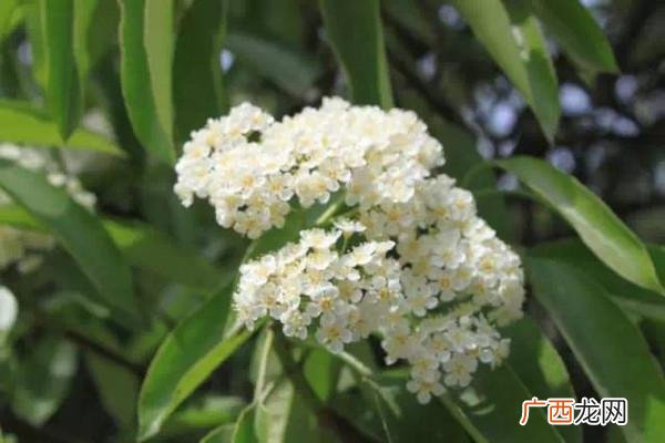 石楠花的花期有多长石楠花养多长时间会开花
