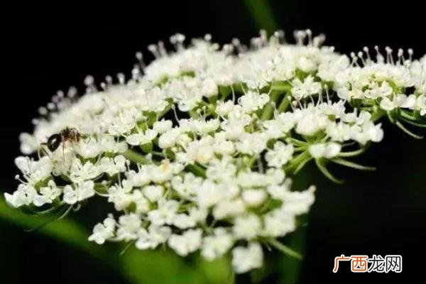 石楠花的花期有多长石楠花养多长时间会开花