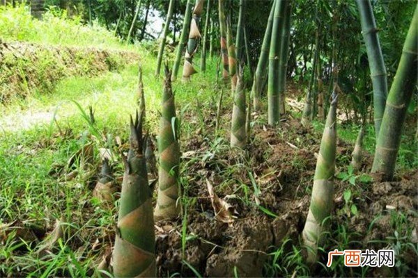宿舍水泥地裂缝长4米高竹笋竹笋生长环境