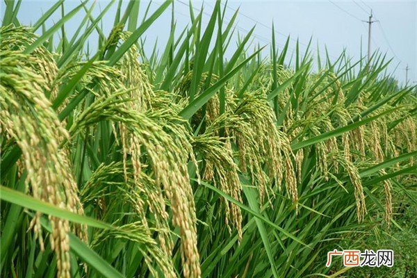 袁隆平超级杂交水稻移栽冲击世界纪录杂交水稻原理