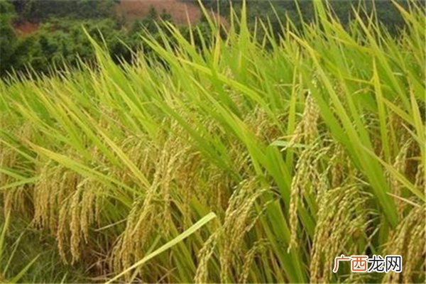 袁隆平超级杂交水稻移栽冲击世界纪录杂交水稻原理
