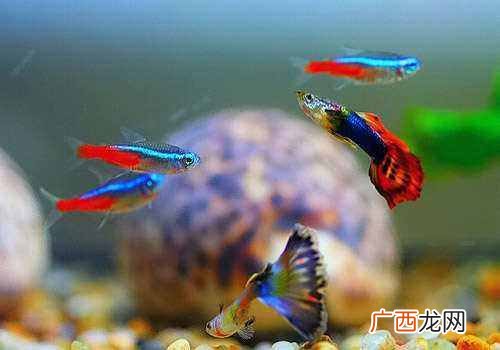 孔雀鱼的养殖技术，孔雀鱼的六种养殖技术