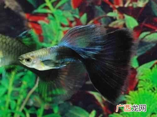 孔雀鱼的养殖技术，孔雀鱼的六种养殖技术
