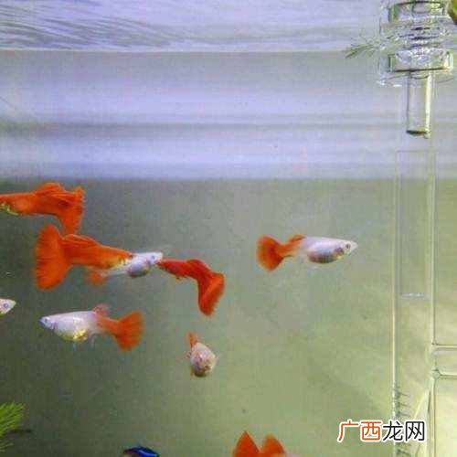 孔雀鱼的养殖技术，孔雀鱼的六种养殖技术