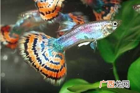 孔雀鱼的养殖技术，孔雀鱼的六种养殖技术