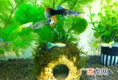 孔雀鱼的养殖技术，孔雀鱼的六种养殖技术